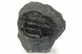 Large Hollardops Trilobite Fossil - Ofaten, Morocco #345163-1